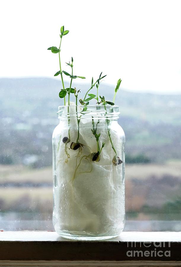 Sweet Pea Seedlings Growing In A Jar Photograph by Cordelia Molloy/science Photo Library