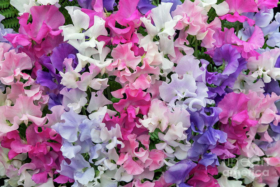 Sweet Pea Spencer Mix Flowers Photograph by Tim Gainey