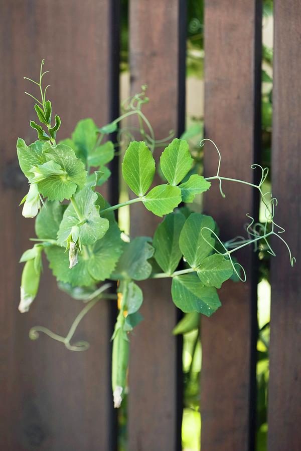 Sweet Pea Vines Growing Through A Fence Photograph by Jennifer Martine