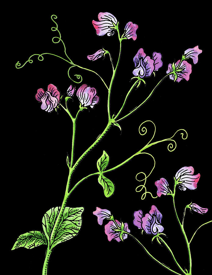 Sweet Pea Wildflowers Watercolour  Painting by Irina Sztukowski