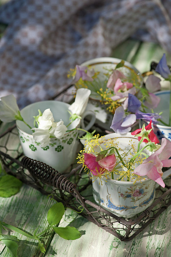 Sweet Peas And Dill Flowers In Small Cups Photograph by Elisabeth Berkau