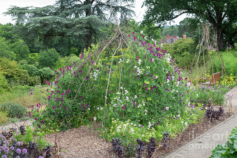Sweet Peas at RHS Wisley Gardens Photograph by Tim Gainey
