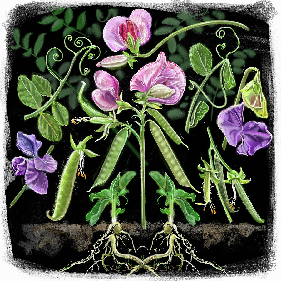 Nature Painting - Sweet Peas by Cathy Morrison Illustrates