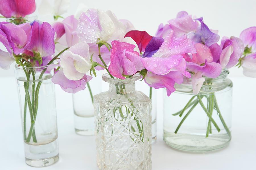 Sweet Peas In Shades Of Pink In Various Glass Vases Photograph by Linda Burgess