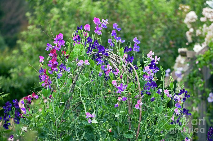 Sweet Peas (lathyrus Sp.) Photograph by Dr Keith Wheeler/science Photo Library