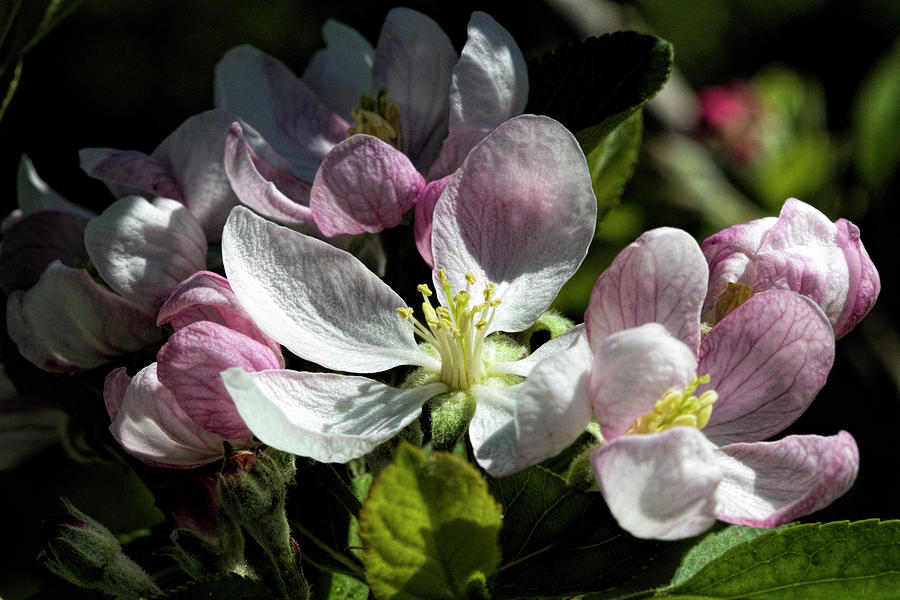 Sweet Pink and White Apple Blossoms Photograph by Kathy Clark
