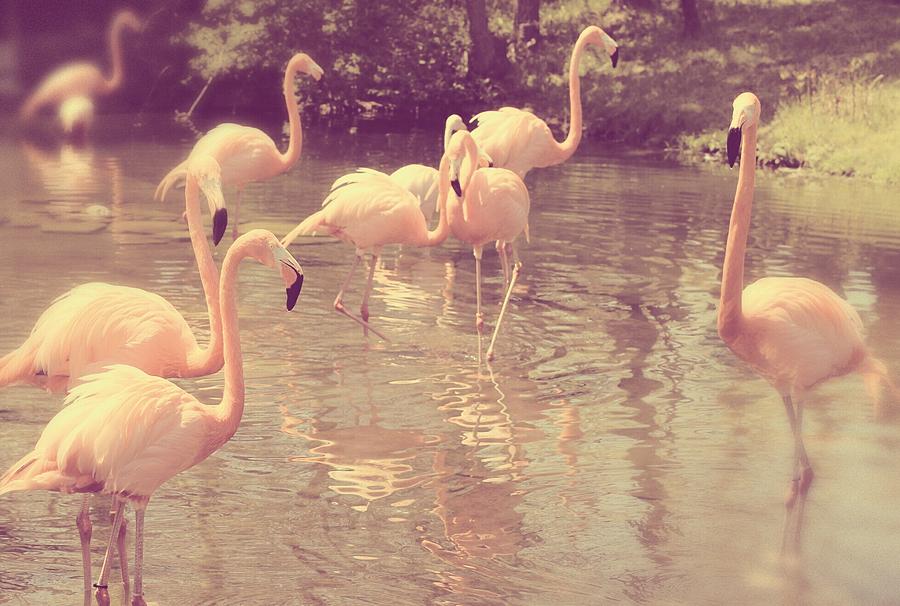 Sweet Pink Flamingos Photograph by The Art Of Marilyn Ridoutt-Greene