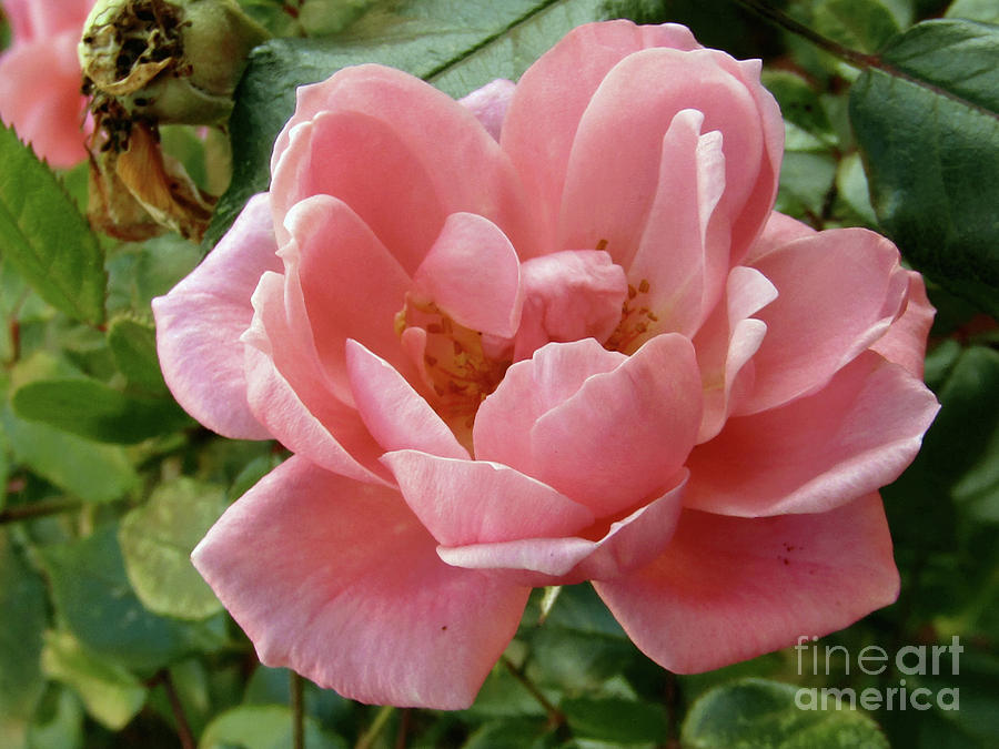 Sweet Pink Rose Photograph by Kim Tran