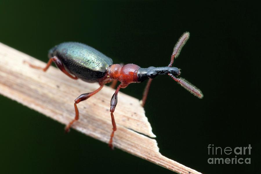 Animal Photograph - Sweet Potato Weevil by Melvyn Yeo/science Photo Library