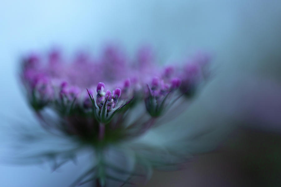 Sweet Queen Annes Lace Photograph