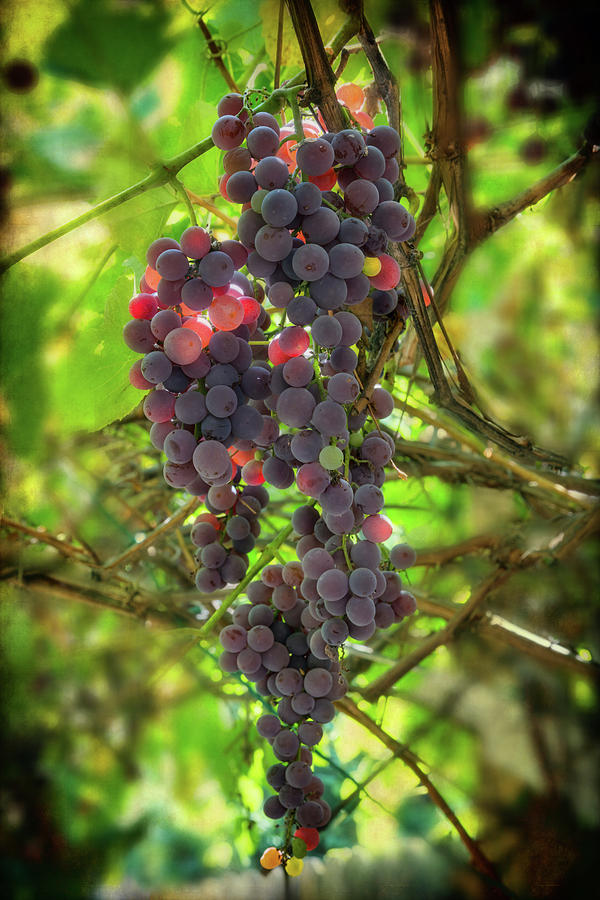 Sweet Red Grapes Photograph