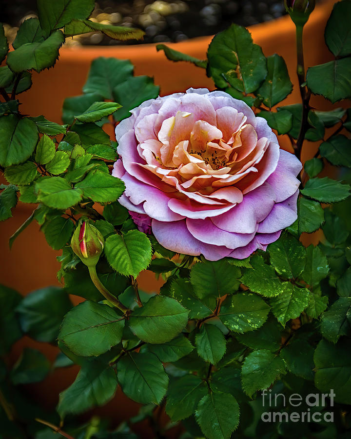 Sweet Rose Photograph by Jon Burch Photography