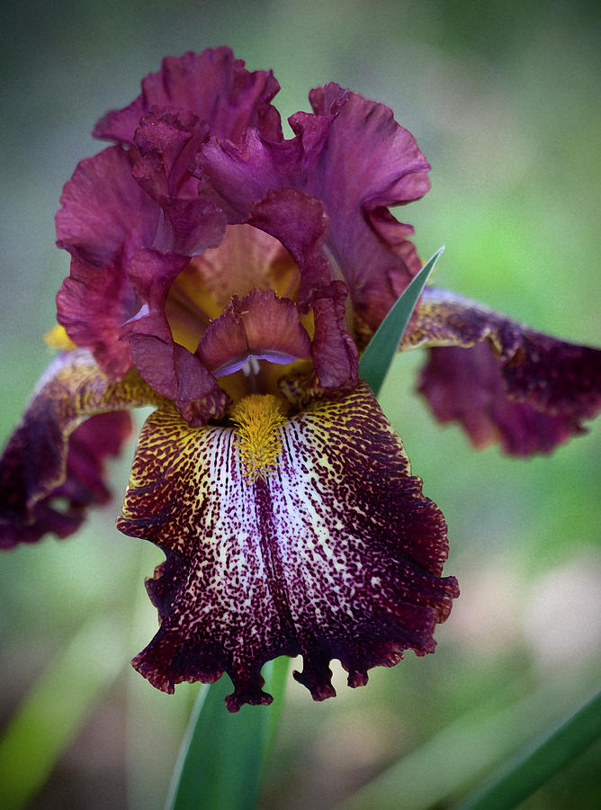 Sweet Ruffled Burgundy Iris Beauty Photograph by Kathy Clark