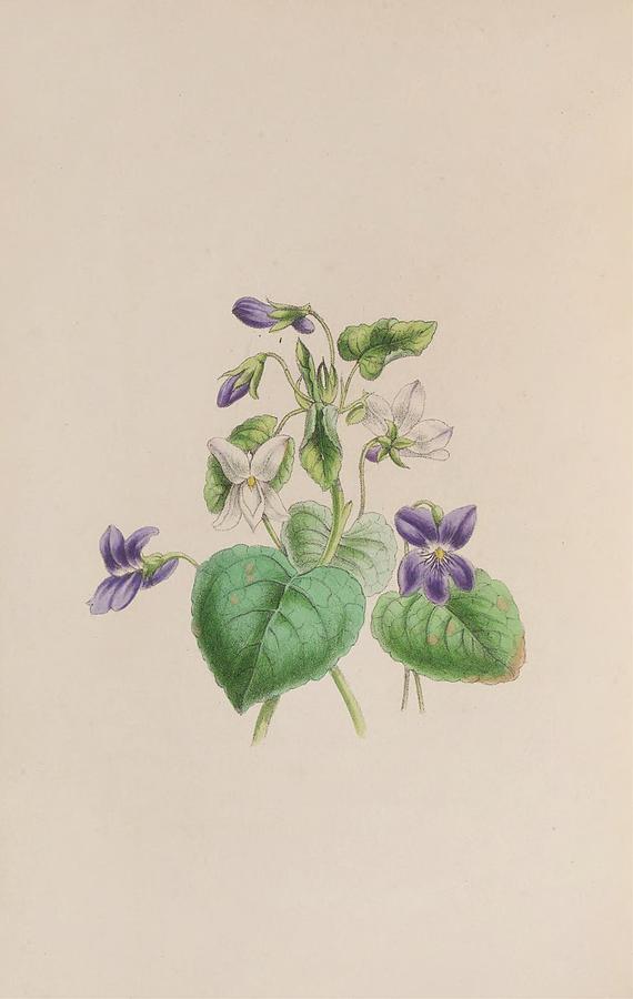 Botanical Painting - Sweet Scented Violet by John Stevens Henslow