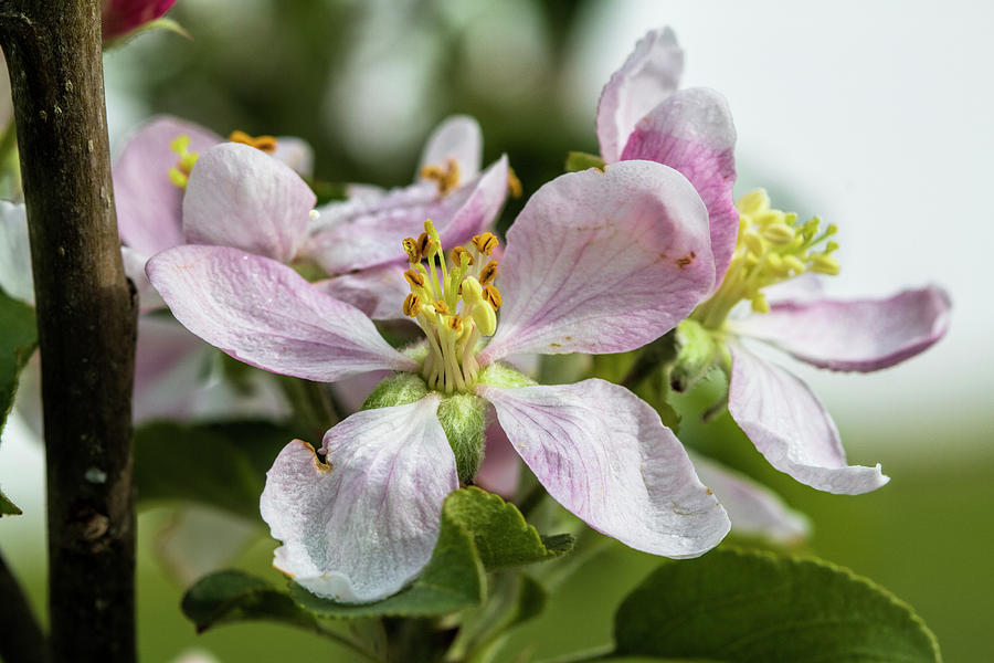 Sweet Spring Apple Blossoms Photograph by Kathy Clark