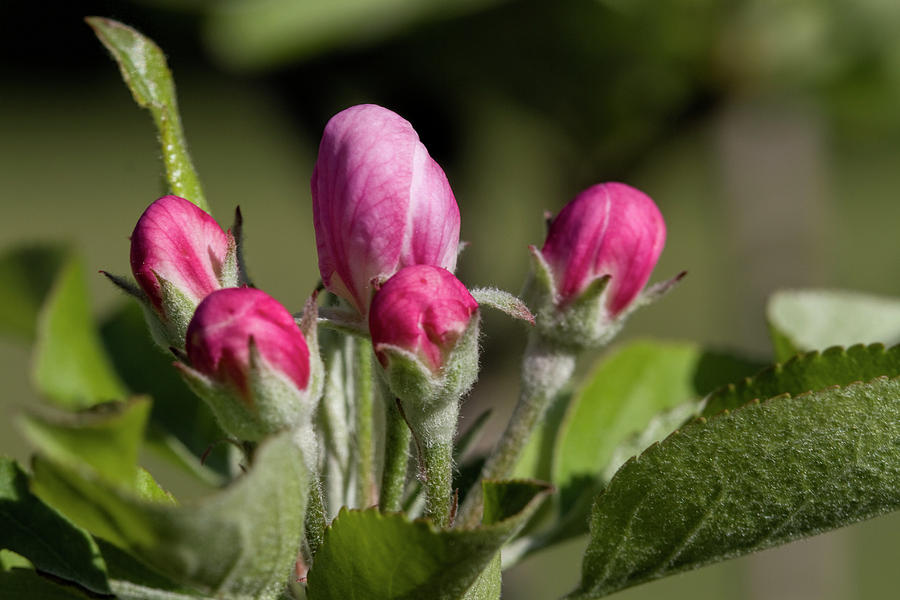 Sweet Spring Pink Apple Blossom Buds Photograph by Kathy Clark