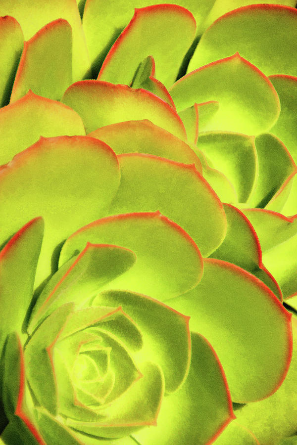 Sweet Succulents II Photograph by Leda Robertson