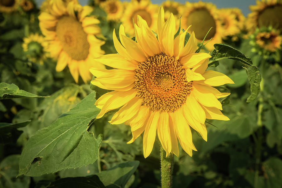 Sweet Sunflower Photograph by Joe Kopp