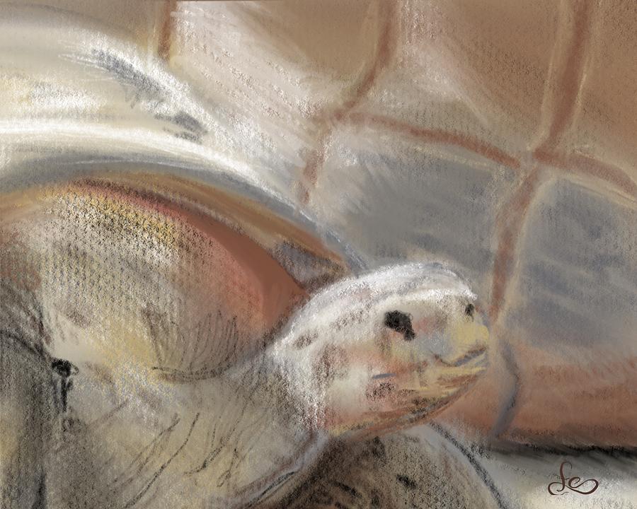 Tortoise Digital Art - Sweet Tortoise by Fe Jones Tortoise Digital Art - Sweet Tortoise by Fe Jones