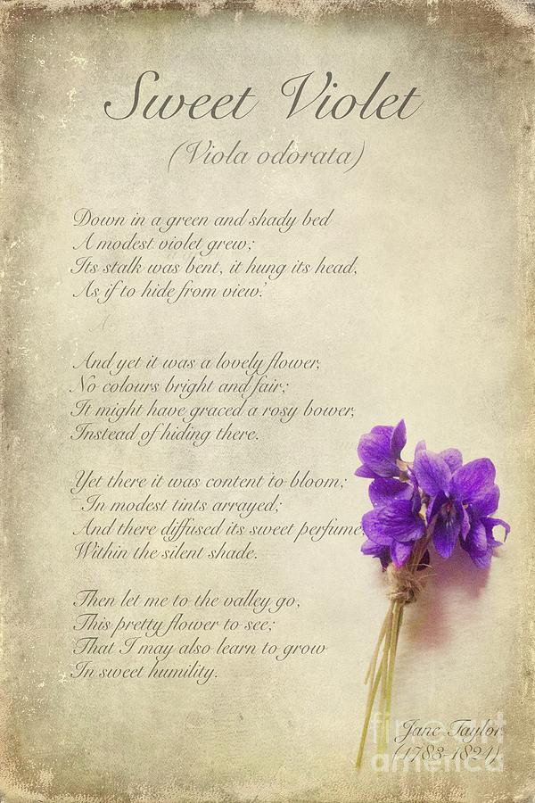 Flowers Still Life Mixed Media - Sweet Violet by John Edwards