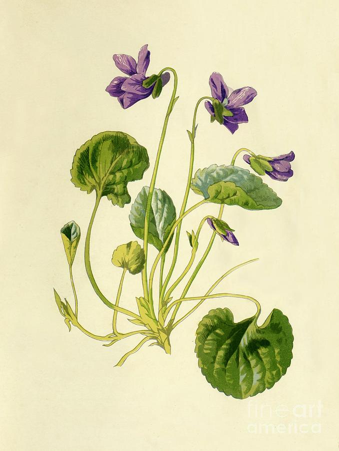 Sweet Violet Drawing by Print Collector
