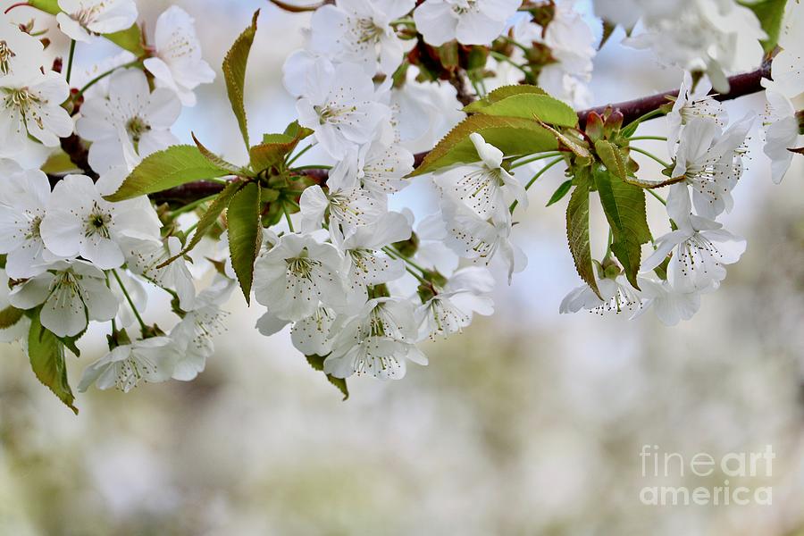 Sweet White Cherry Blossoms Photograph