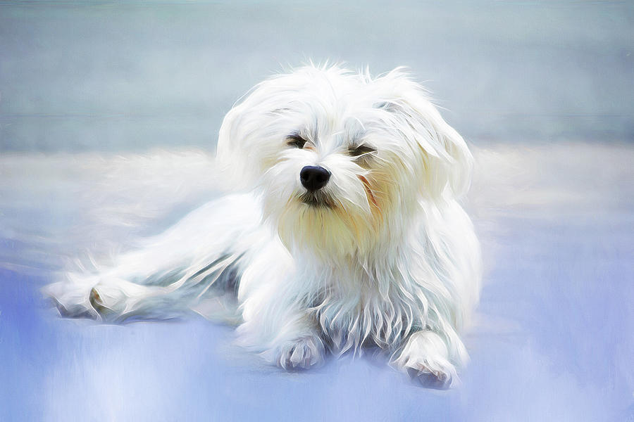 Sweet White Puppy Digital Art by Terry Davis