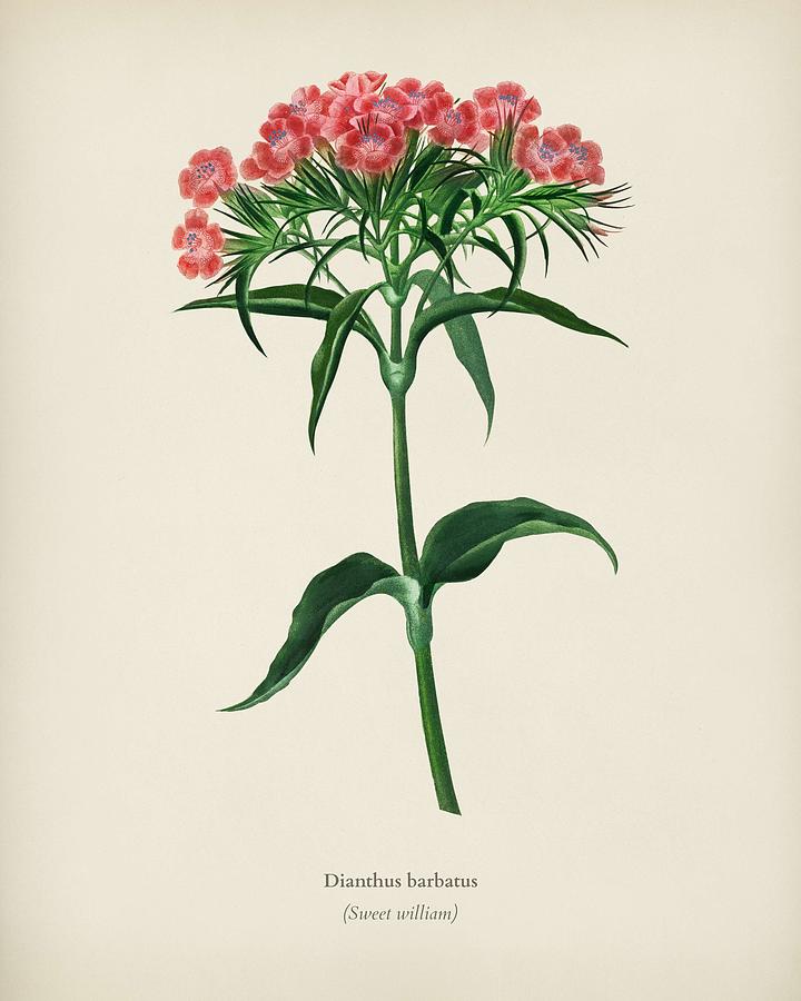 Sweet william  Dianthus barbatus illustrated by Charles Dessalines  D Orbigny  1806 1876  Painting by Celestial Images