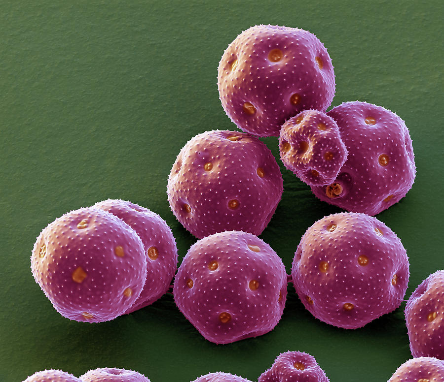 Sweet William Pollen Grains, Sem Photograph by Oliver Meckes EYE OF SCIENCE