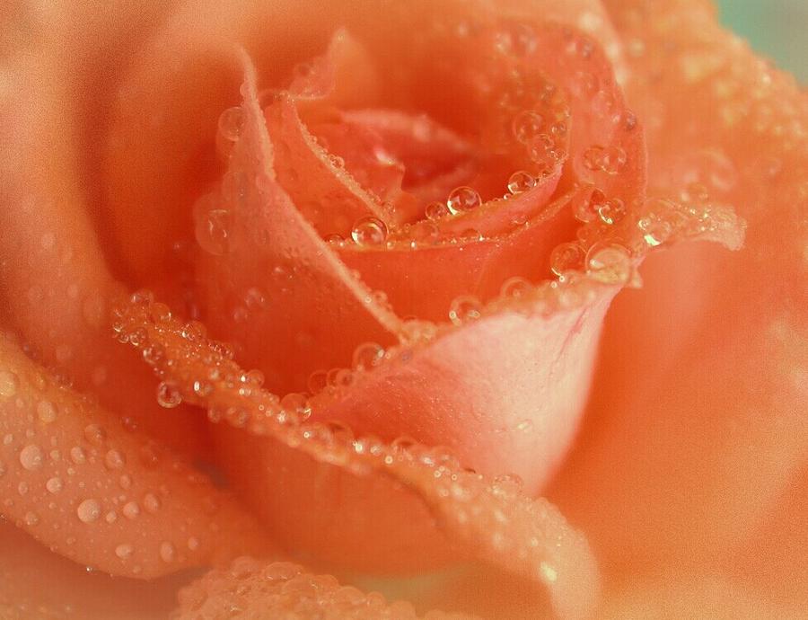 Sweetest Peach Rose Photograph By The Art Of Marilyn Ridoutt Greene 3078
