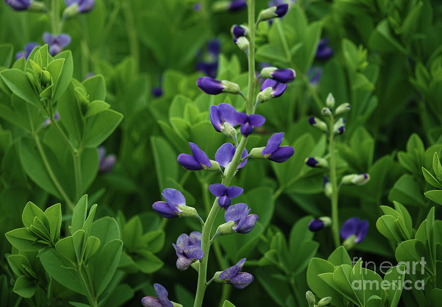 Sweetest Purple Photograph by Rachel Cohen