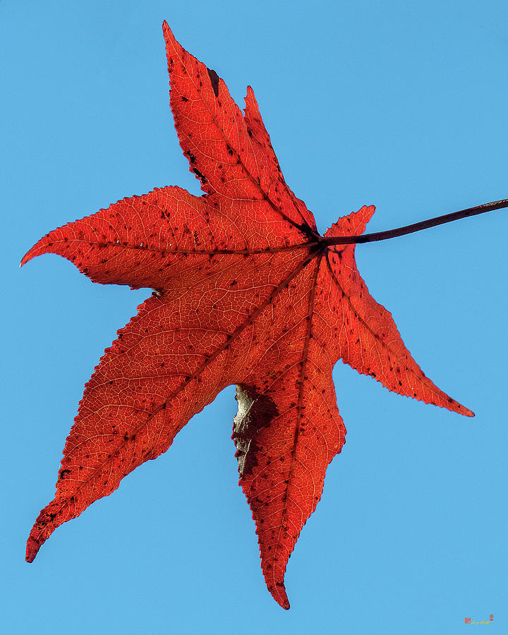Sweetgum Leaves DF008 Photograph by Gerry Gantt