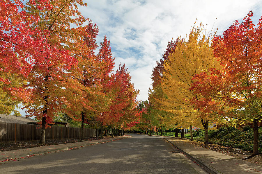 Sweetgum Trees Foliage Lined Street during Fall Season Photograph by David Gn