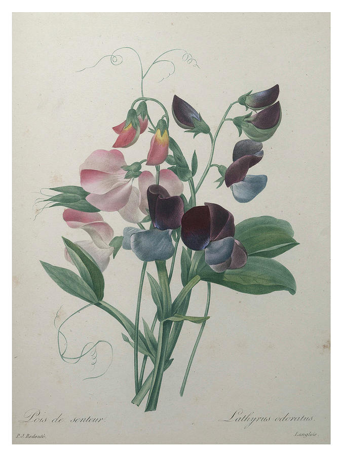 Sweetpea Painting by Pierre-Joseph  Redoute