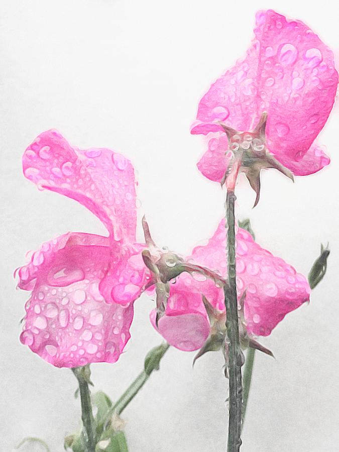 Flower Digital Art - Sweetpea pink by Suesy Fulton
