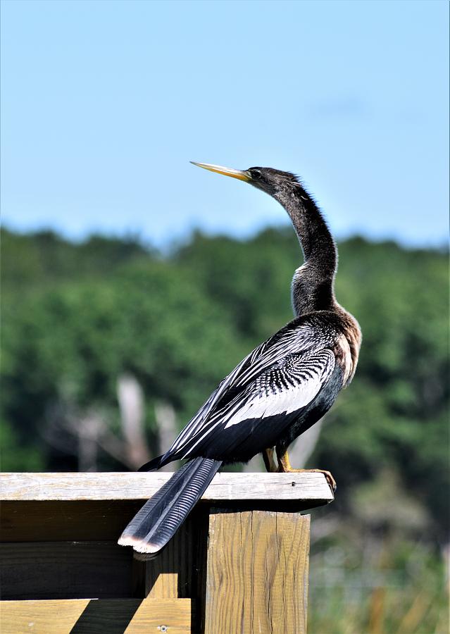 Sweetwater Anhinga  Photograph by Warren Thompson