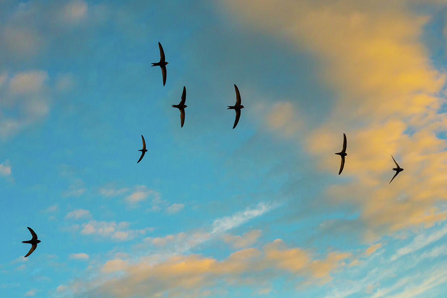 Swift Flock Screaming In Flight, Monmouthshire, Wales, Uk Photograph by ...