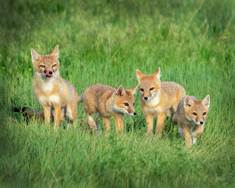 Swift Fox Family Photograph by Judi Dressler