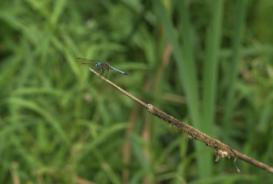 Swift Long-winged Skimmer - 4356 Photograph by Jerry Owens - Fine Art ...