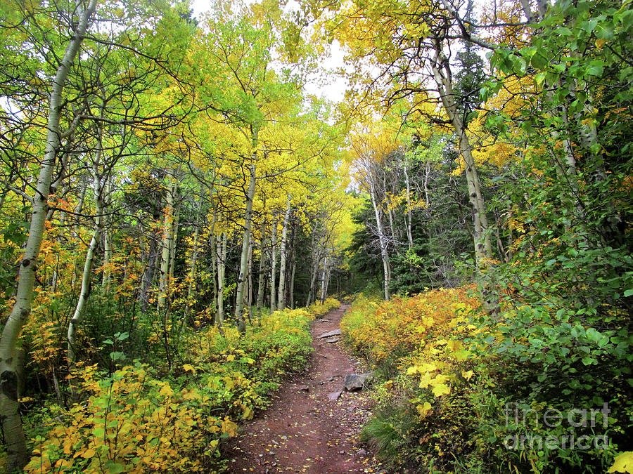 Swiftcurrent Pass Trail Fall Color Yellow Aspen 2 - Glacier National Park Photograph