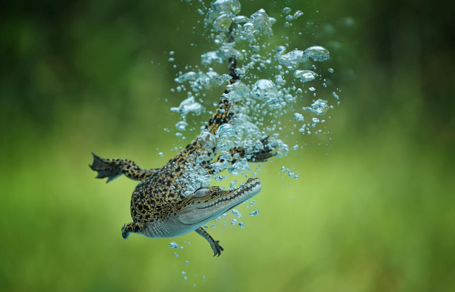 Swim Baby Croc Photograph by Mieke Suharini