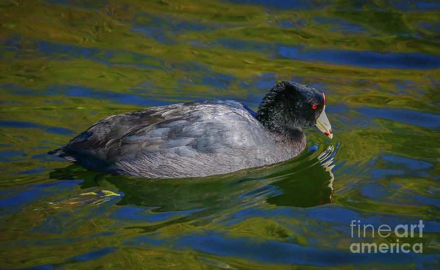 Swimming Coot Photograph by Tom Claud