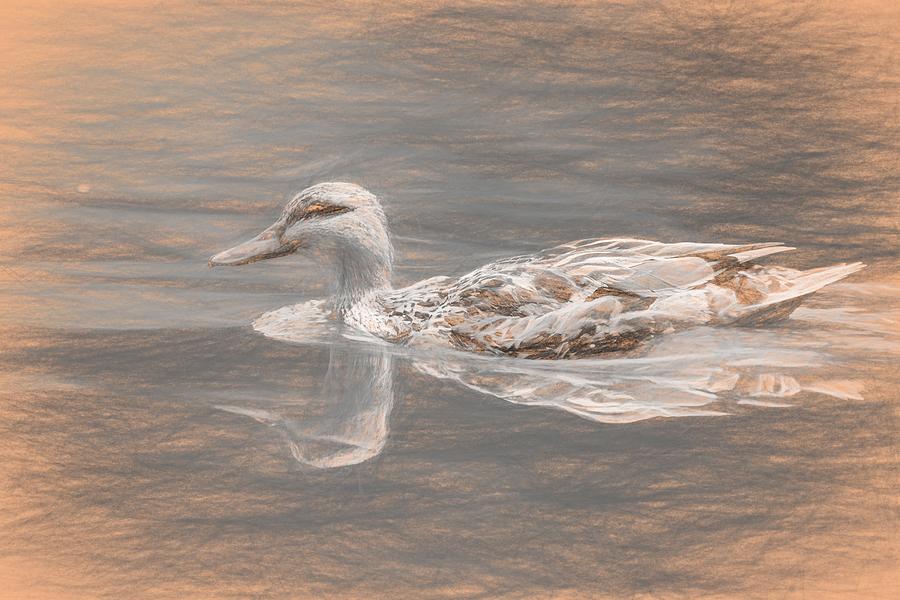 Swimming Duck da Vinci Photograph by Don Northup