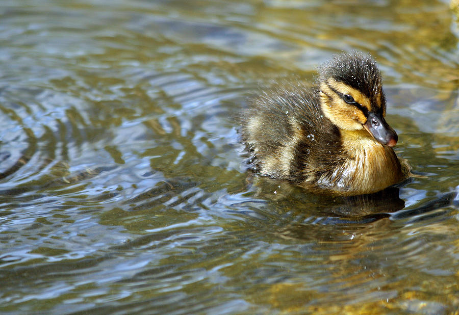 Duck Photograph - Swimming Duckling by © Esther Moliné