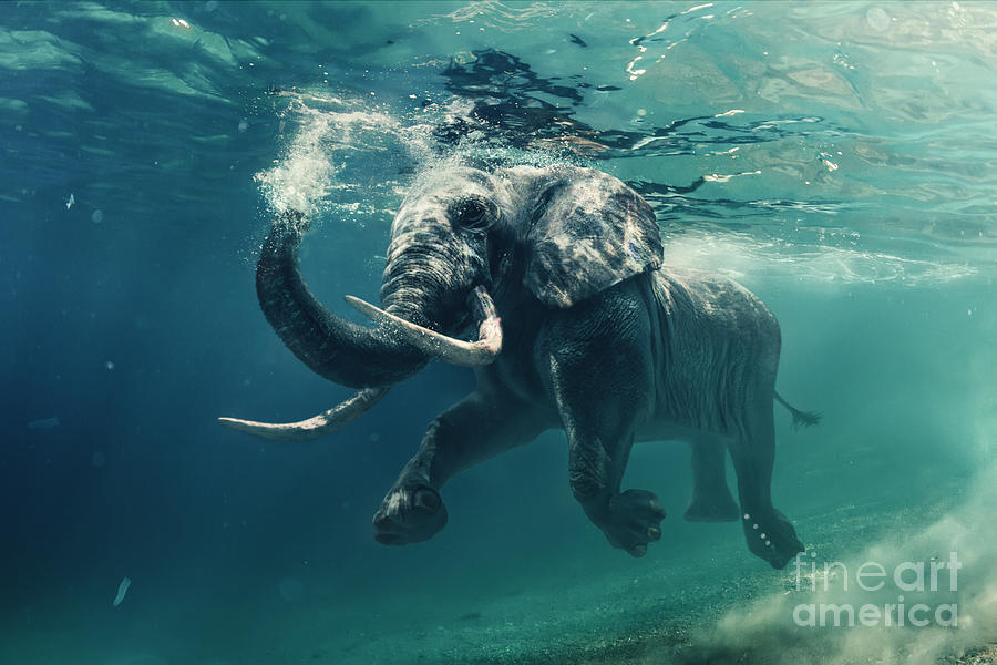 elephant swimming photography