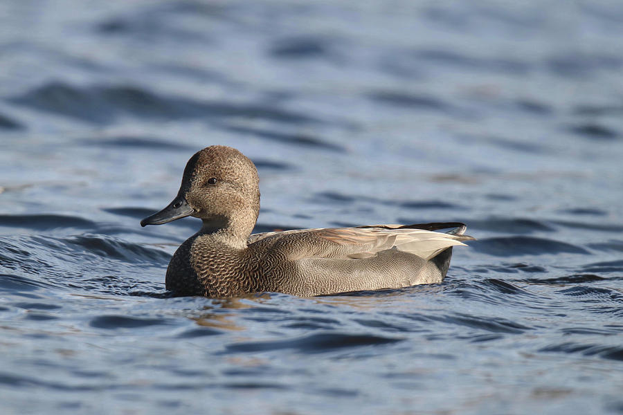 Swimming Gadwall Photograph by Sue Feldberg - Fine Art America