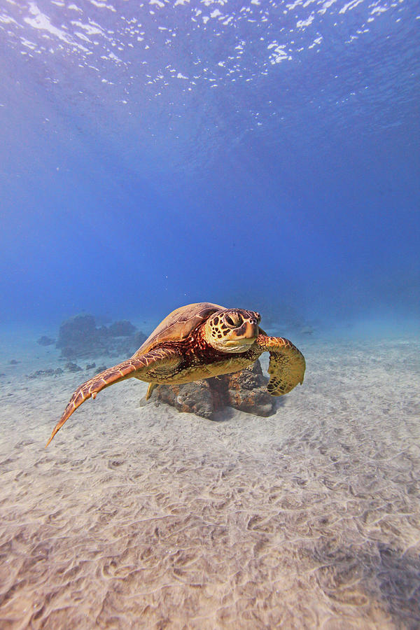 Swimming Green Sea Turtle Photograph by Chris Stankis