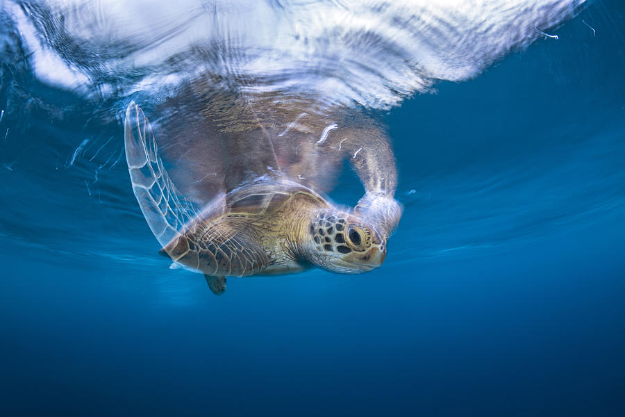 Swimming Green Turtle Photograph by Barathieu Gabriel