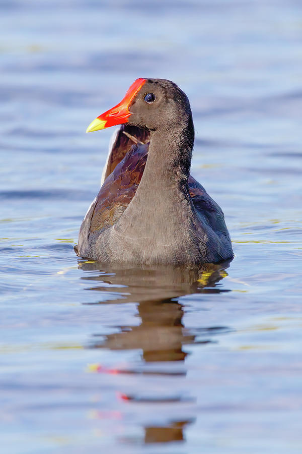Swimming Moorhen Photograph by Mark Andrew Thomas