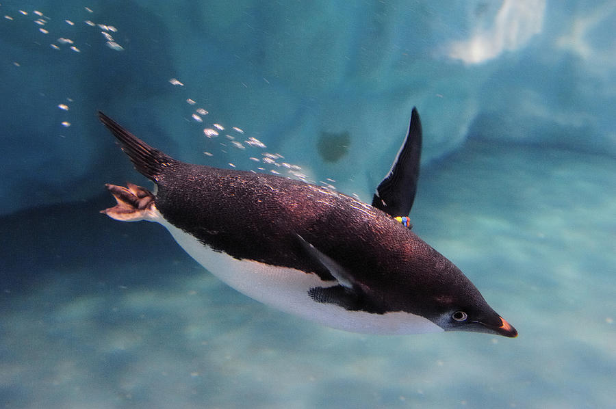 Swimming Penguin Photograph by Pai-shih Lee